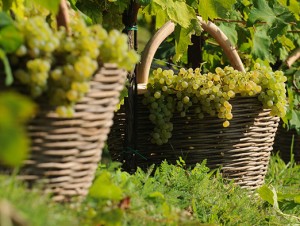 Turismo enologico: la Strada del Prosecco